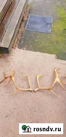 Рога оленя Луга - изображение 1