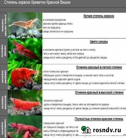 Креветка Вишнёвая - Вишня Черри Пушкино - изображение 1