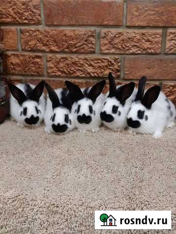 Кролики строкачи (нпв), французский баран Иркутск - изображение 1