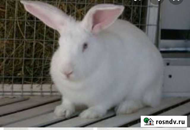 Кролики Благовещенск - изображение 1