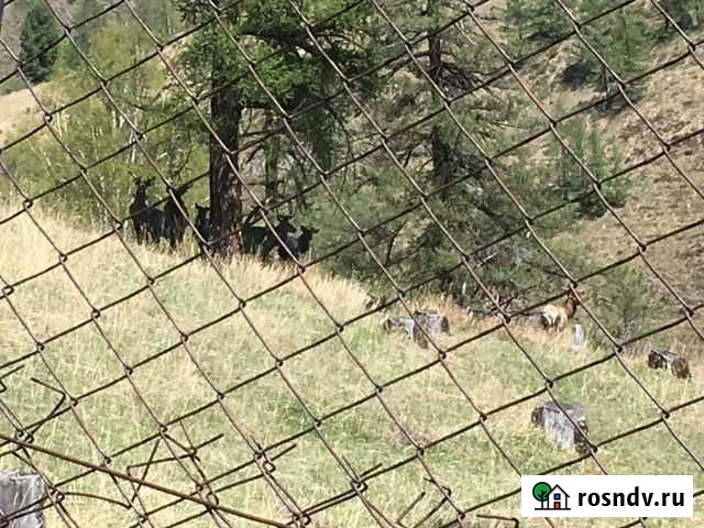 Маралы Онгудай - изображение 1