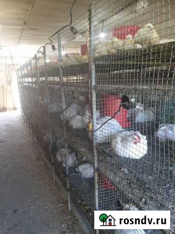 Продам Птицеферму Октябрьский - изображение 1