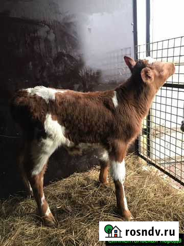 Телята, бычки от частной фермы Задонск - изображение 1