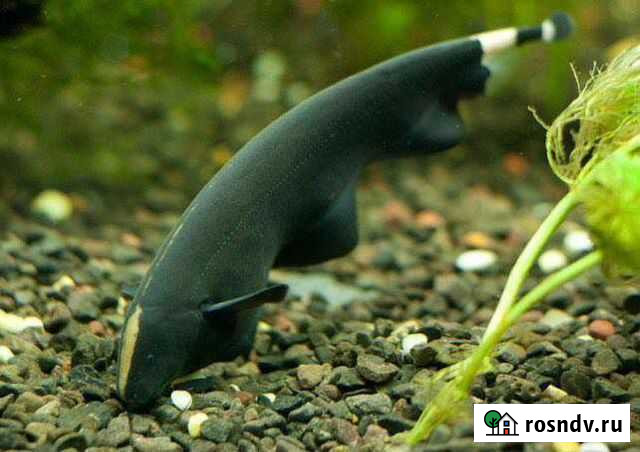 Африканская рыба нож Щёлково - изображение 1