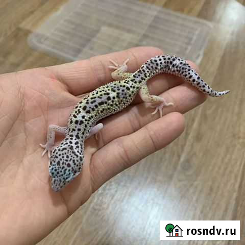 Геккон эублефар Санкт-Петербург - изображение 1