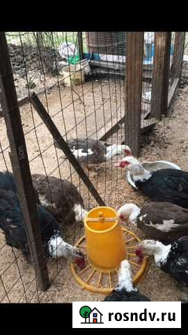 Индоутки Сертолово - изображение 1