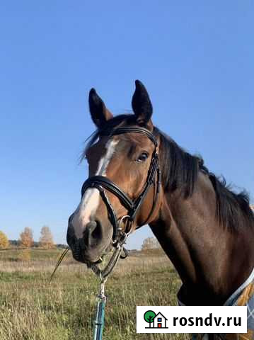 Ганноверска кобыла 4 года Санкт-Петербург - изображение 1