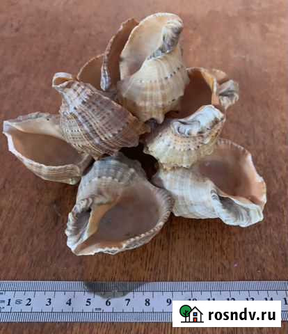 Морские ракушки Навля - изображение 1