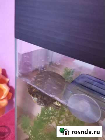 Красноухая черепаха Астрахань - изображение 1