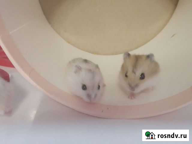 Джунгарский хомяк Краснодар - изображение 1