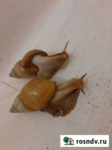 Улитки ахатины Чита - изображение 1