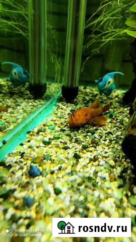 Сомики анциструсы Уфа - изображение 1