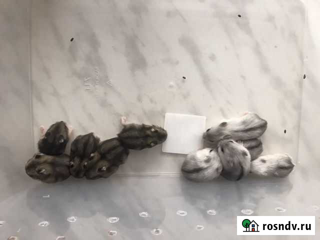 Джунгарские хомячки Саранск - изображение 1