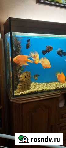 Аквариум Калининград - изображение 1