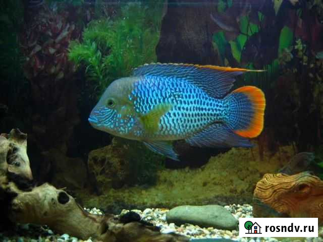 Акара бирюзовая Дёмино - изображение 1