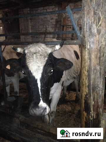 Корова Зубцов - изображение 1
