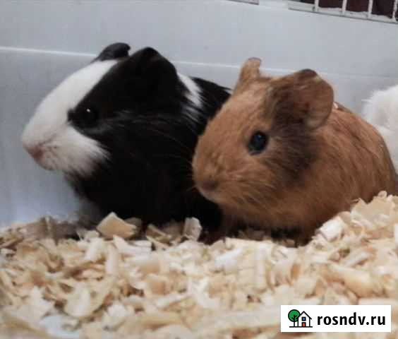 Морские свинки Челябинск - изображение 1