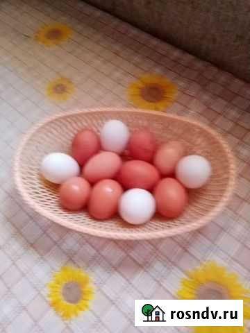 Домашние куриные яйца Ленинск-Кузнецкий - изображение 1