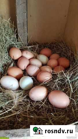 Яйца домашние деревенские Брянск - изображение 1