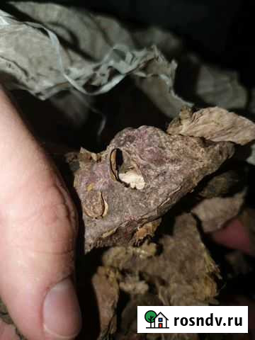 Золотой Корень Барнаул - изображение 1