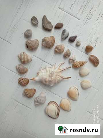 Морские ракушки и камушки Пенза - изображение 1