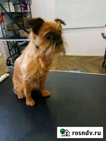 Стрижка собак и кошек Петропавловск-Камчатский - изображение 1