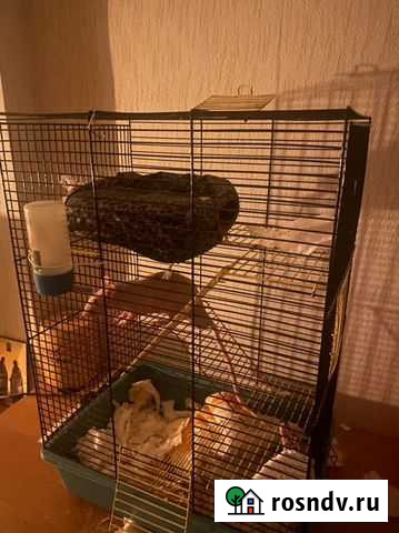 Клетка для грызунов Мурино - изображение 1