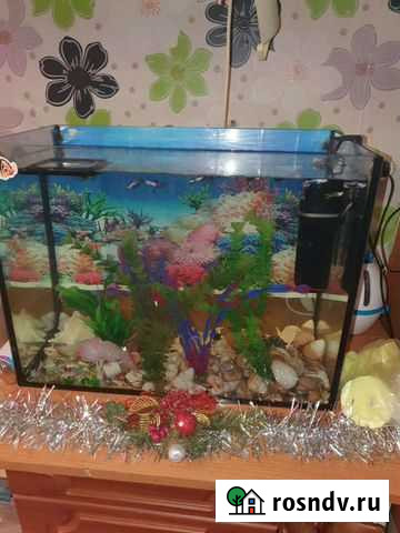 Аквариум Норильск - изображение 1