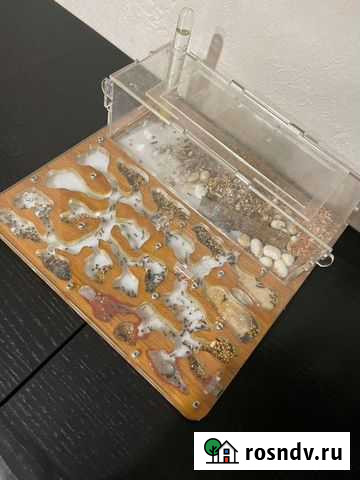 Муравьиная ферма с муравьями Горячий Ключ - изображение 1