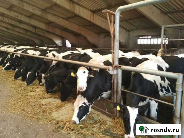 Предслучной скот Агаповка - изображение 1