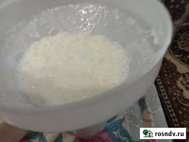 Кефирный-молочный(Тибетский) гриб.Биологически акт Нижнекамск - изображение 1