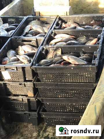 Живая Рыба Кропоткин - изображение 1