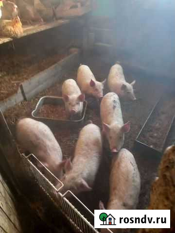 Поросята Екатеринославка - изображение 1