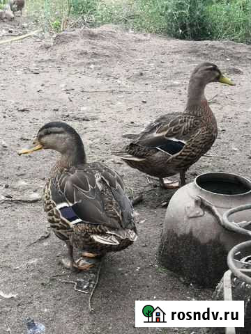 Утка кряква Озёры - изображение 1