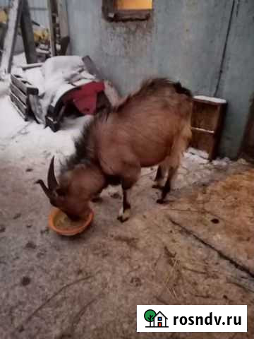 Козел Печерск - изображение 1