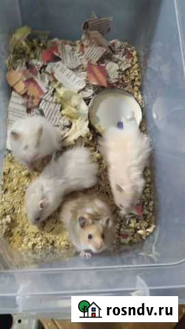 Сирийский хомяк с клеткой Липецк - изображение 1