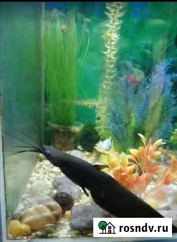 Сом Волжск - изображение 1