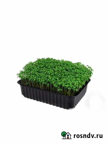 Микрозелень Иркутск - изображение 1