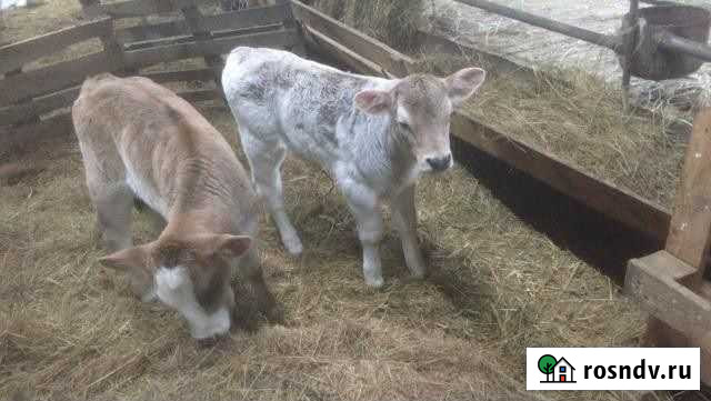 Породистые телята с доставкой Орехово-Зуево - изображение 1