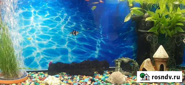 Аквариум с рыбками Саракташ - изображение 1