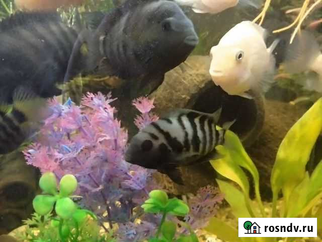 Чернополосые цихлиды Барвиха - изображение 1