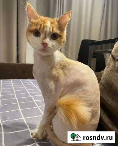 Стрижка собак и кошек Красноярск - изображение 1