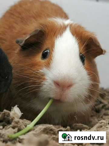 Морские свинки Тюмень - изображение 1