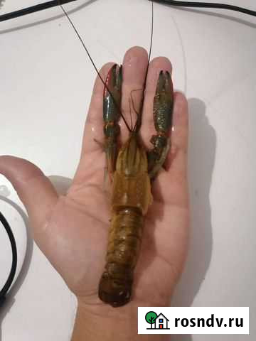 Австралийский рак Оренбург - изображение 1