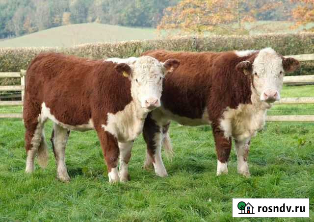 Бык на мясо Барнаул - изображение 1