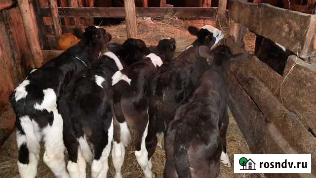Телята бычки телки Русский Камешкир - изображение 1