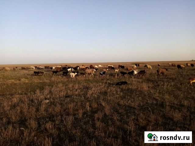 Овцы, ягнята, бараны Ленинск - изображение 1