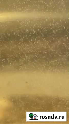 Инфузория туфелька для аквариума Дзержинский - изображение 1