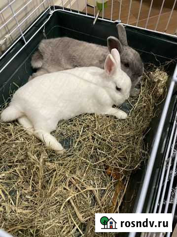 Декоративные кролики Москва - изображение 1