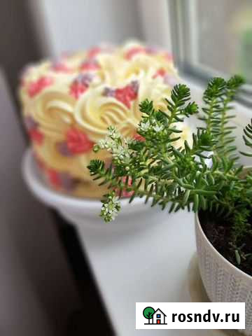 Торты капкейки на заказ Мурино - изображение 1